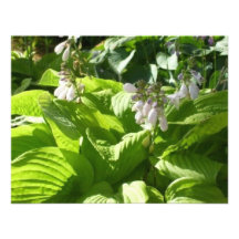 hosta que interpreta luz del sol comunicados personalizados
