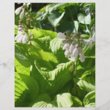 hosta que interpreta luz del sol tarjeton