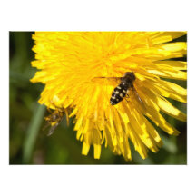 Hoverflies en los dientes de león impresión fotográfica