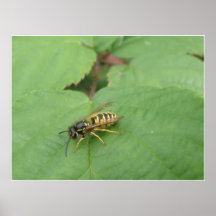 Hoverfly en una impresión de la hoja posters