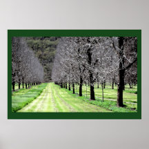 Huerta de la pacana en otoño/caída posters