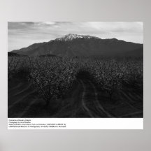 Huertas en la prohibición de alturas de Ansel Adam Poster