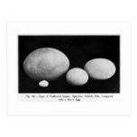 Huevos de la postal emplumada del arte de los giga