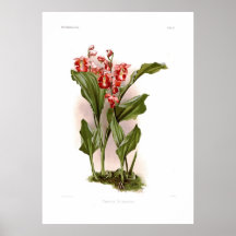 Humblotii de Phajus Poster