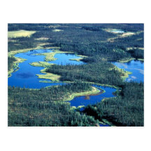 Humedales y bosque Spruce Tarjetas Postales