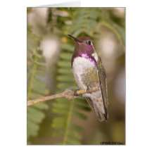 Hummingbirds068 Felicitación