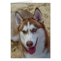 Husky siberiano felicitación