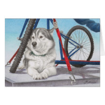 Husky siberiano listo para competir con felicitación