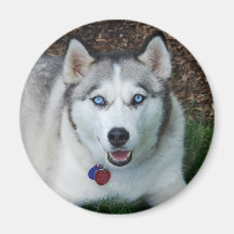 Husky siberiano sonriente imán de frigorifico