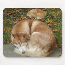 Husky siberiano y perro de Pomerania Pomeranian de Alfombrillas De Ratón