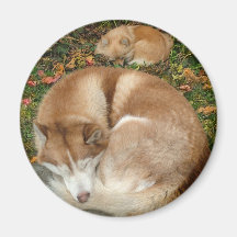 Husky siberiano y perro de Pomerania Pomeranian de Imán Para Frigorifico