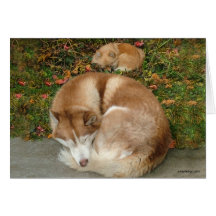 Husky siberiano y perro de Pomerania Pomeranian de Tarjeton