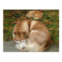 Husky siberiano y perro de Pomerania Pomeranian de Postales