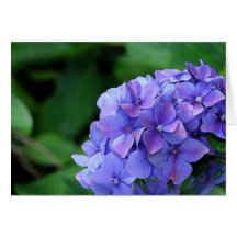 Hydrangea 6893 felicitación