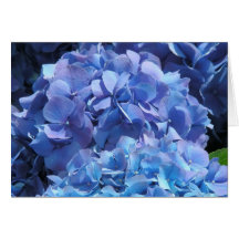 Hydrangea azul felicitación