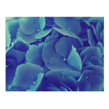 Hydrangea azul hermoso postales