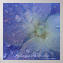Hydrangea con gotas de lluvia posters