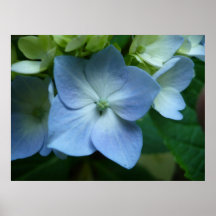 Hydrangea en la floración poster