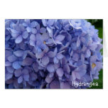 Hydrangea Felicitaciones