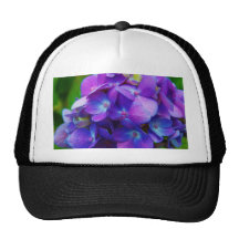 Hydrangea Híper-Púrpura Gorro