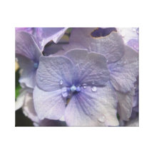 Hydrangea Impresiones En Lienzo Estiradas
