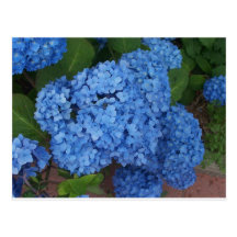 Hydrangea Postal