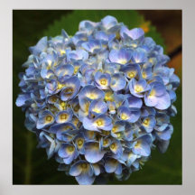 Hydrangea Posters