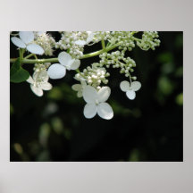 Hydrangea Posters