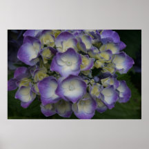 Hydrangea púrpura poster