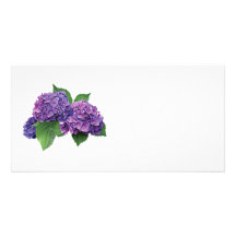 Hydrangea púrpura tarjetas fotograficas 