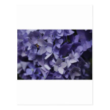 Hydrangea púrpura tarjetas postales