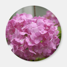 Hydrangea rosado imán