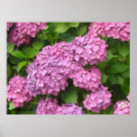 Hydrangeas de color rosa oscuro poster