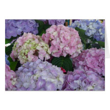Hydrangeas de la condolencia felicitaciones