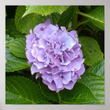 Hydrangeas de la lavanda de la lila posters