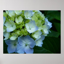 Hydrangeas en la floración poster