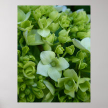 Hydrangeas en verde impresiones