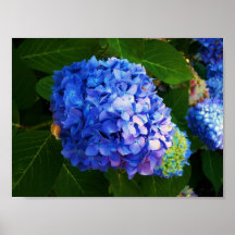 Hydrangeas Impresiones