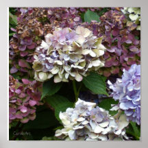 Hydrangeas púrpuras de 1 azul de la lavanda posters
