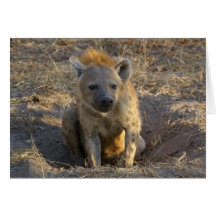 Hyena surafricano felicitacion 