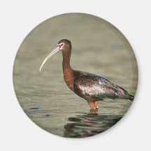 Ibis Blanco-hecho frente Imán De Frigorífico