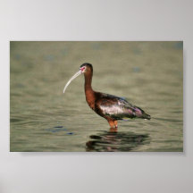 Ibis Blanco-hecho frente Poster