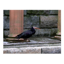 Ibis calvo septentrional tarjeta postal
