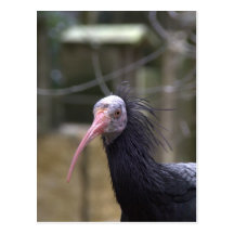 Ibis calvo septentrional tarjeta postal