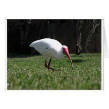 Ibis en el vagabundeo tarjetas