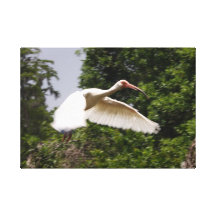 Ibis en vuelo impresiones en lienzo estiradas