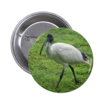 Ibis Pin