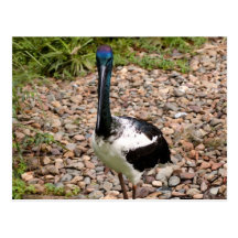 Ibis sagrado tarjeta postal