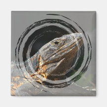 Iguana en el Sun Imanes