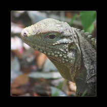 Iguana imanes